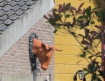 Koeienkop oude Ravo met een nieuwe kleur